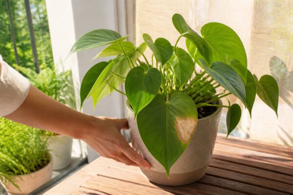 Pessoa afastando do sol direto um vaso com uma folha parcialmente queimada